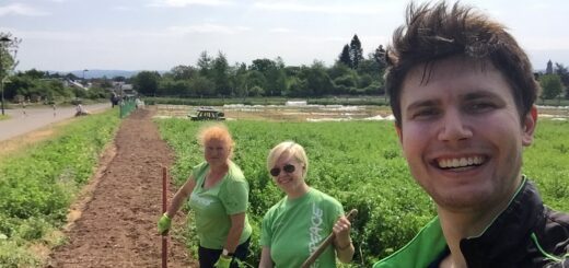 Blühstreifen Kassel